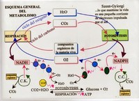 metabolismo - Grado 1 - Quizizz