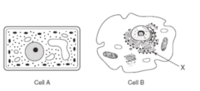 plant cell diagram - Year 12 - Quizizz