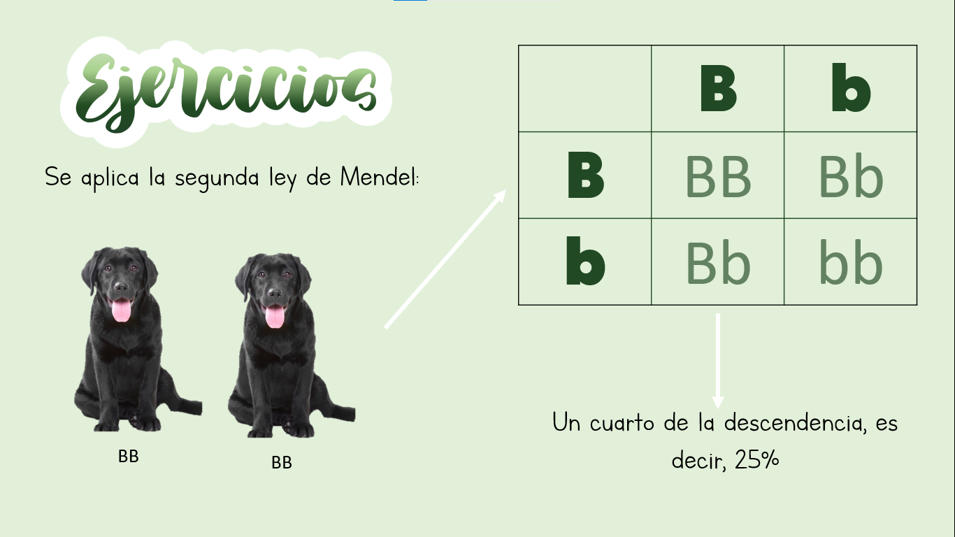 Leyes de Mendel Preguntas y respuestas para cuestionarios y pruebas -  Quizizz