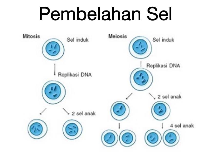 pembelahan sel - Kelas 3 - Kuis