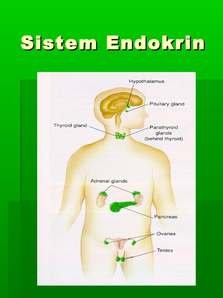 Organ dalam kelenjar endokrin