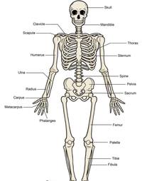 easy diagram of skeletal system