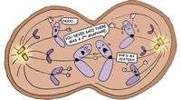 meiose - Série 5 - Questionário