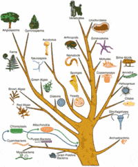 phylogeny - Year 6 - Quizizz