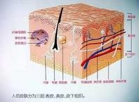 皮膚結構