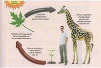 fotosintesis - Kelas 7 - Kuis