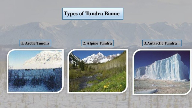 antarctic tundra