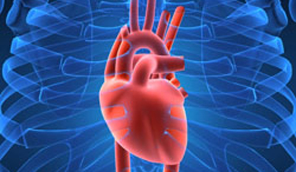 the circulatory and respiratory systems - Class 3 - Quizizz