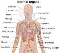 human biology - Class 3 - Quizizz