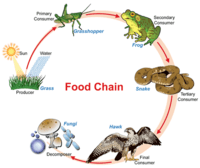 food chain - Class 6 - Quizizz