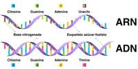 reacciones ácido-base - Grado 3 - Quizizz