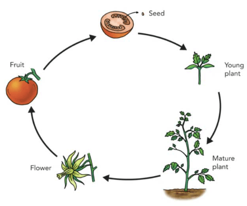 Plant life cycle | Earth Sciences Quiz - Quizizz