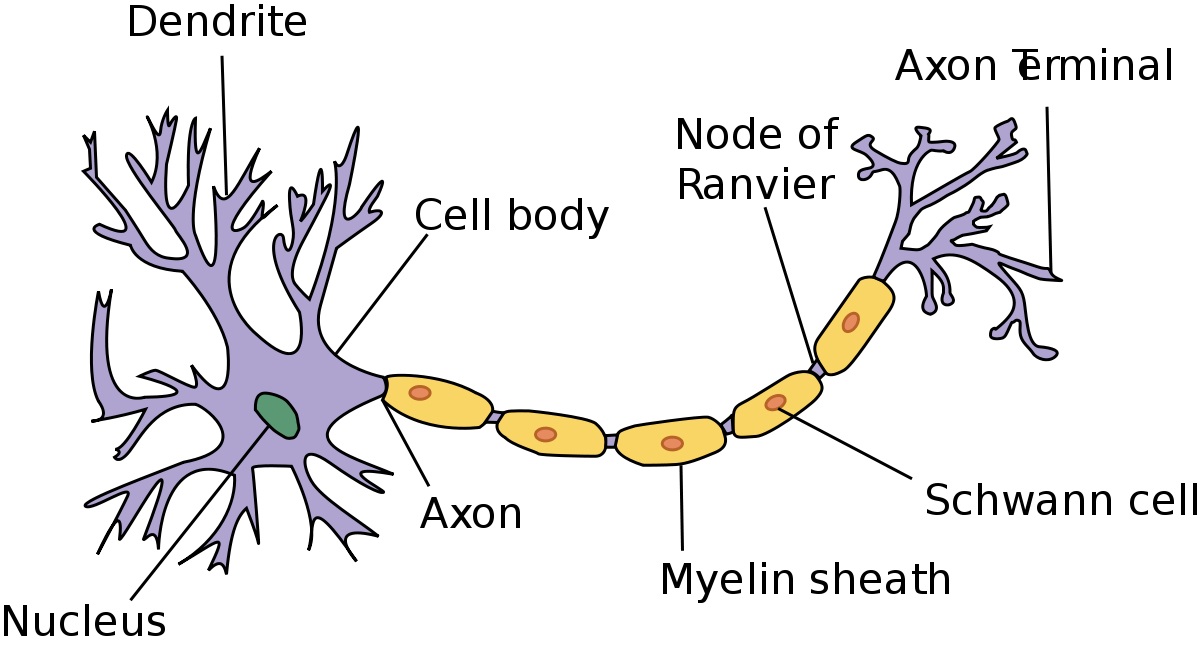 Parts of a Neuron Quiz