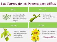 partes da planta e suas funções - Série 1 - Questionário