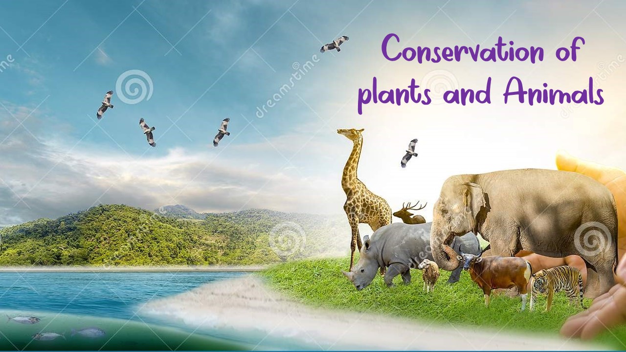 Class 8 Conservation of plants and animals - Quizizz