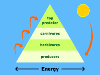 food chain - Year 9 - Quizizz