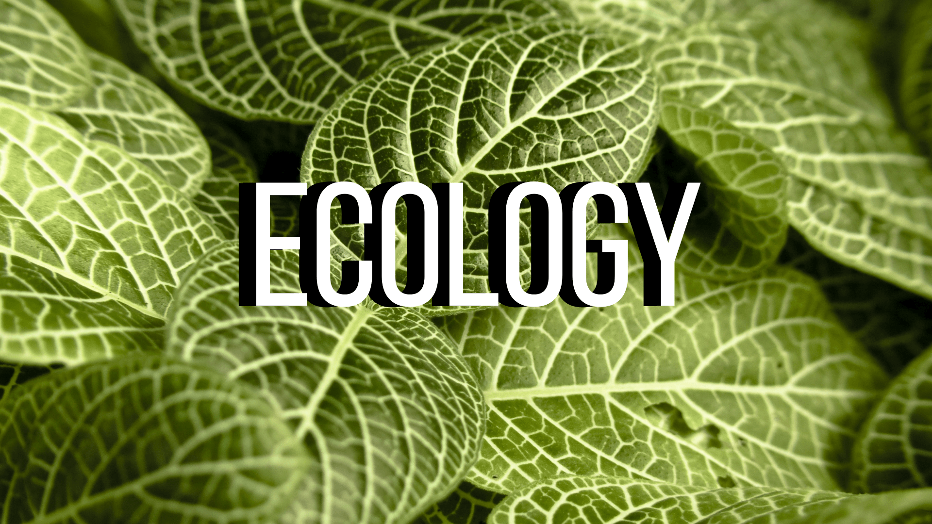 ecology-review-environment-quiz-quizizz