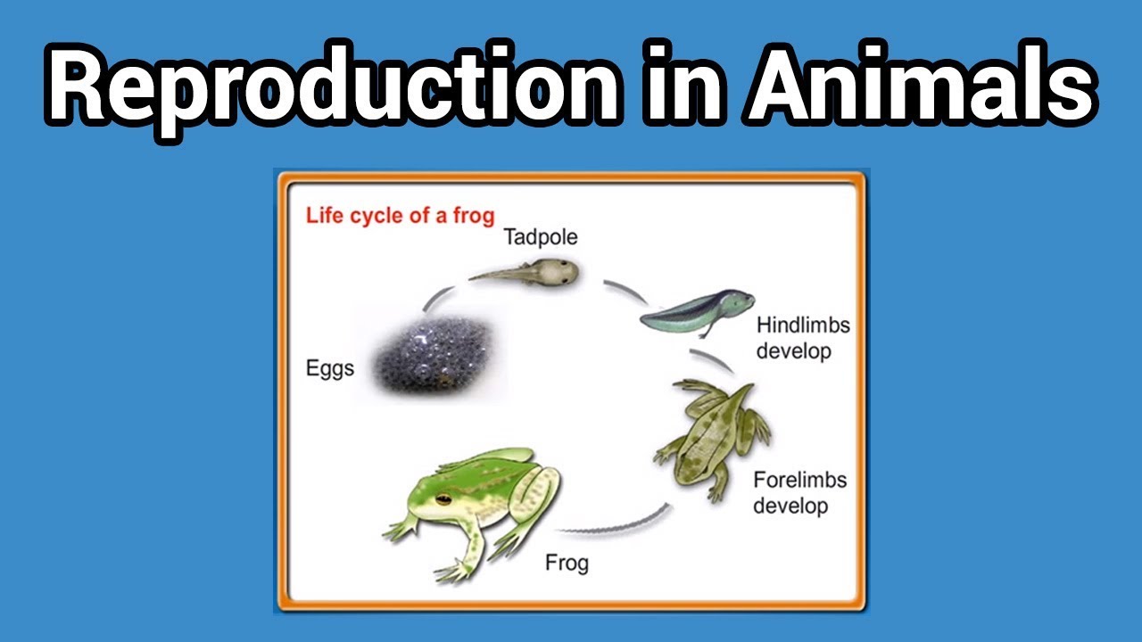 How Do Animals Reproduce Biology Quizizz