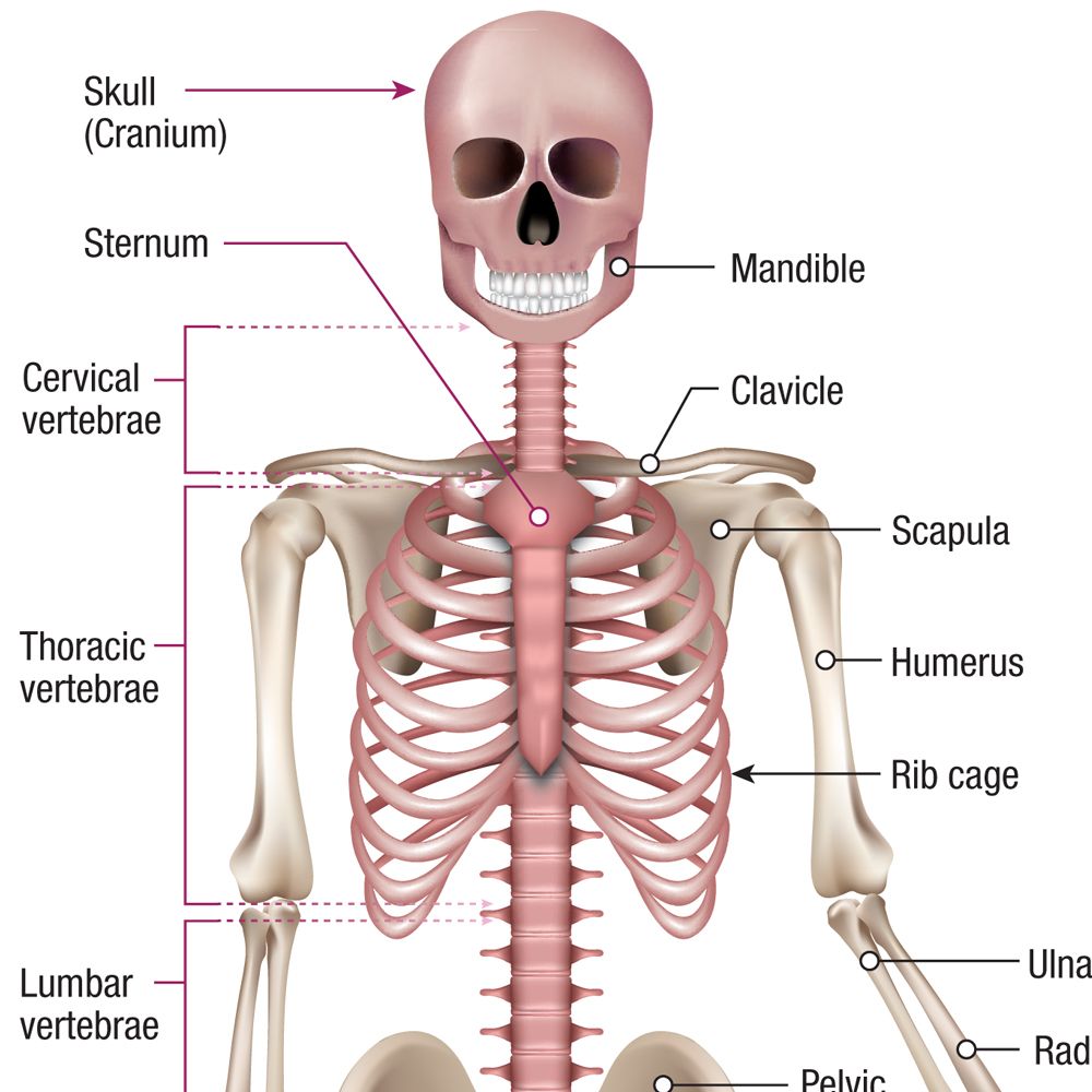 skeletal-system-questions-answers-for-quizzes-and-tests-quizizz