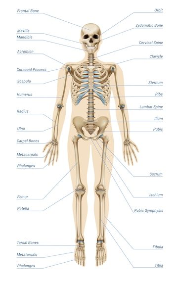 the-skeletal-system-questions-answers-for-quizzes-and-tests-quizizz