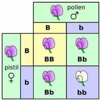 punnett squares - Year 6 - Quizizz