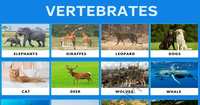 vertebrates and invertebrates - Grade 4 - Quizizz