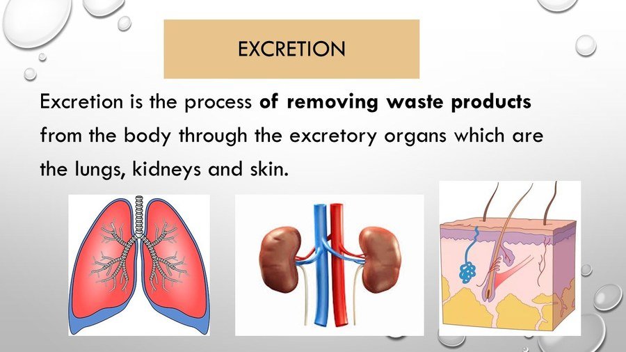 defecation process