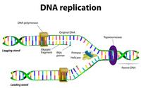 dna structure and replication - Class 6 - Quizizz