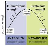 metabolizm - Klasa 9 - Quiz