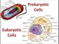 prokaryotes and eukaryotes Flashcards - Quizizz