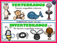 vertebrados e invertebrados Tarjetas didácticas - Quizizz