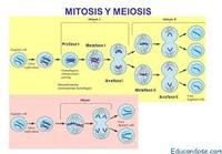 meiosis - Grade 11 - Quizizz