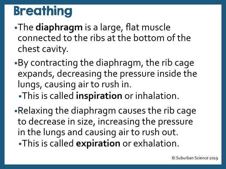 Respiratory System 