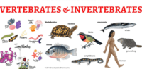 vertebrates and invertebrates - Year 7 - Quizizz