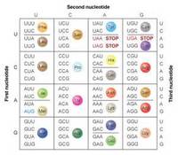 rna and protein synthesis - Grade 8 - Quizizz