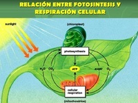 fotosíntesis - Grado 8 - Quizizz