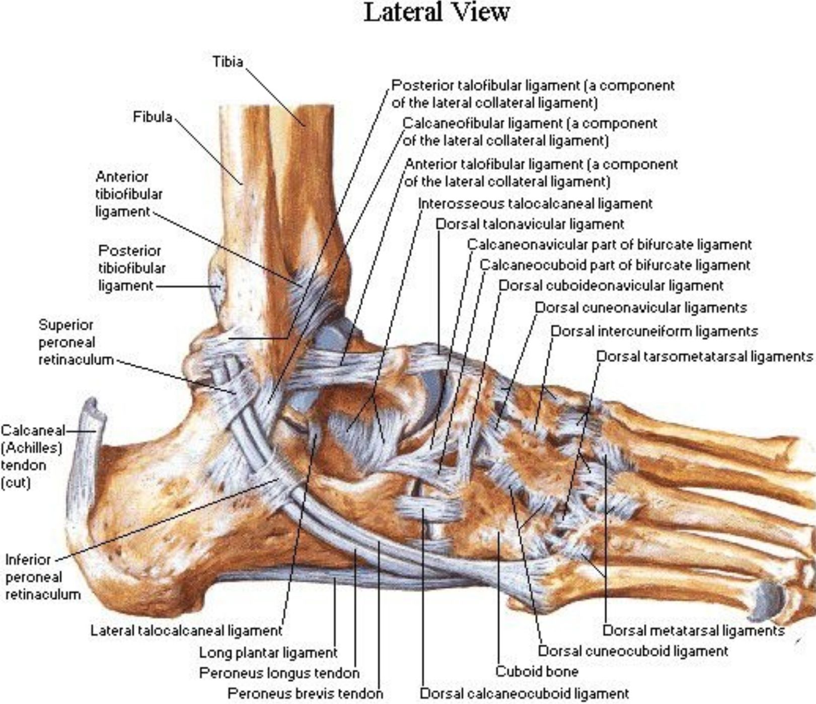 Bones & Joints | Physical Ed Quiz - Quizizz