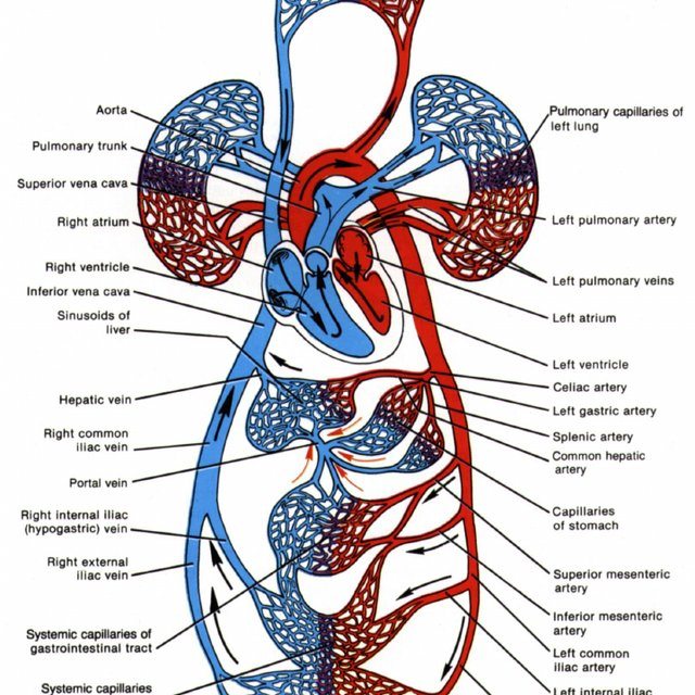 Biology Quiz ( Circulatory System ) | 88 plays | Quizizz