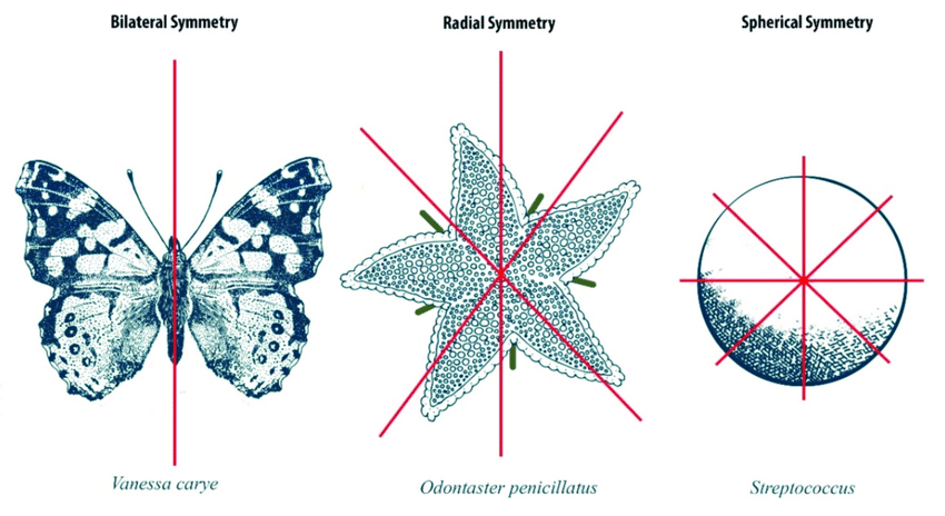 Symmetry | Mathematics - Quizizz