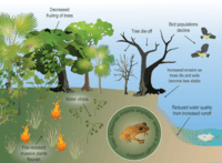 Ciencia medioambiental - Grado 5 - Quizizz