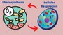 Cellular respiration vs photosynthesis