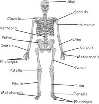 the reproductive system - Year 12 - Quizizz