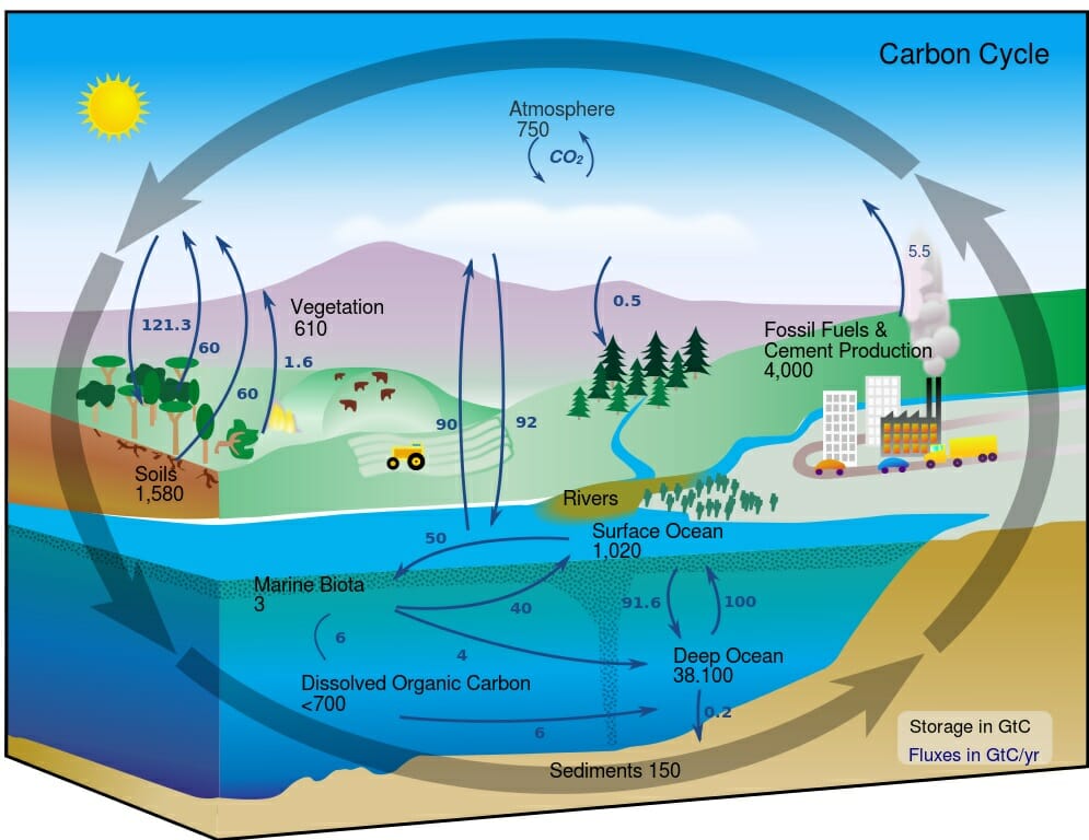 Biogeochemical Cycle | Other Quiz - Quizizz