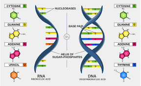 ADN Y ARN COMO FORMA DE ORGANIZACIÓN DE MATERIAL GENÉTICO | Quizizz