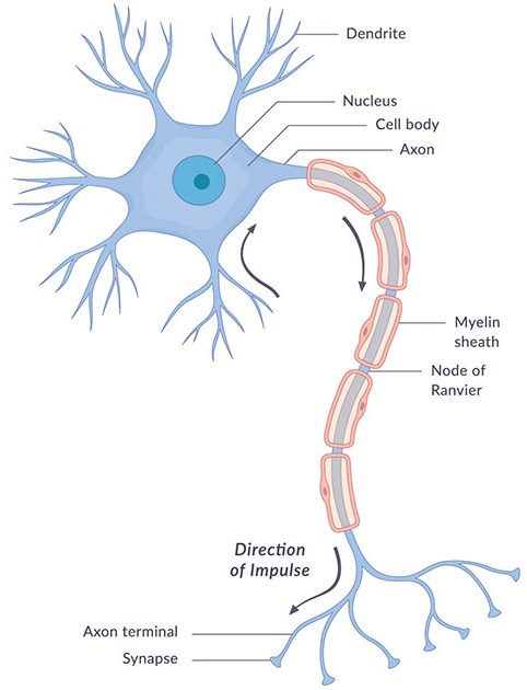 the nervous and endocrine systems - Class 5 - Quizizz