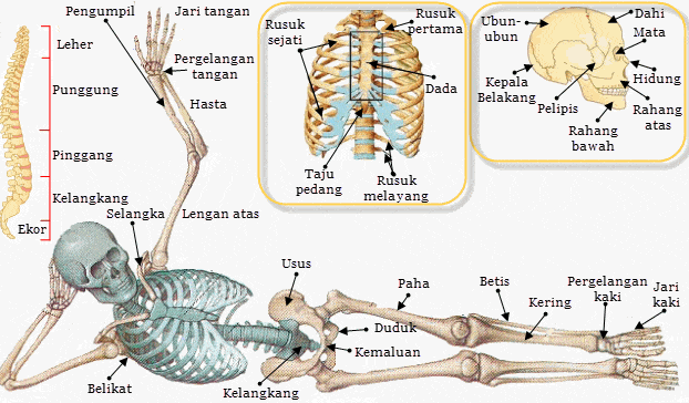 Atlas dengan tulang antara contoh aksis sendi tulang merupakan sendi Artikel Lengkap