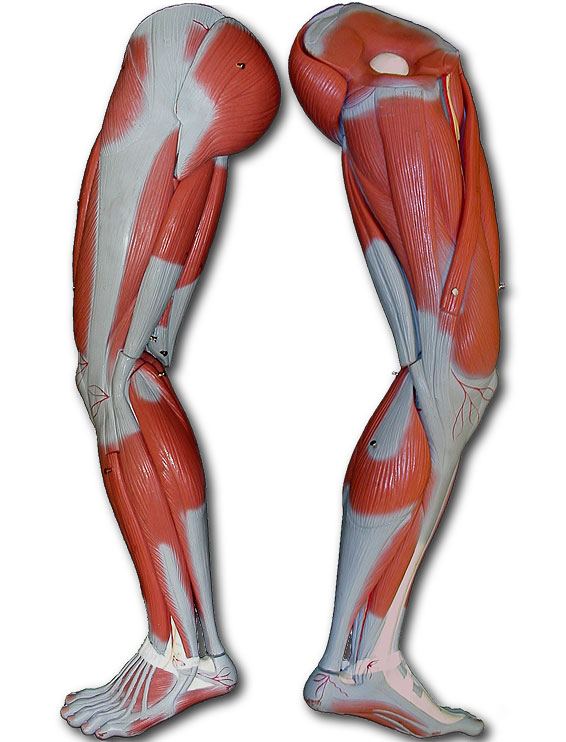 Muscles of the Leg | Other Quiz - Quizizz