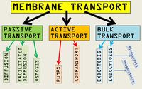 membrany i transport - Klasa 8 - Quiz