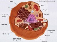 Phân tích cấu trúc văn bản - Lớp 3 - Quizizz