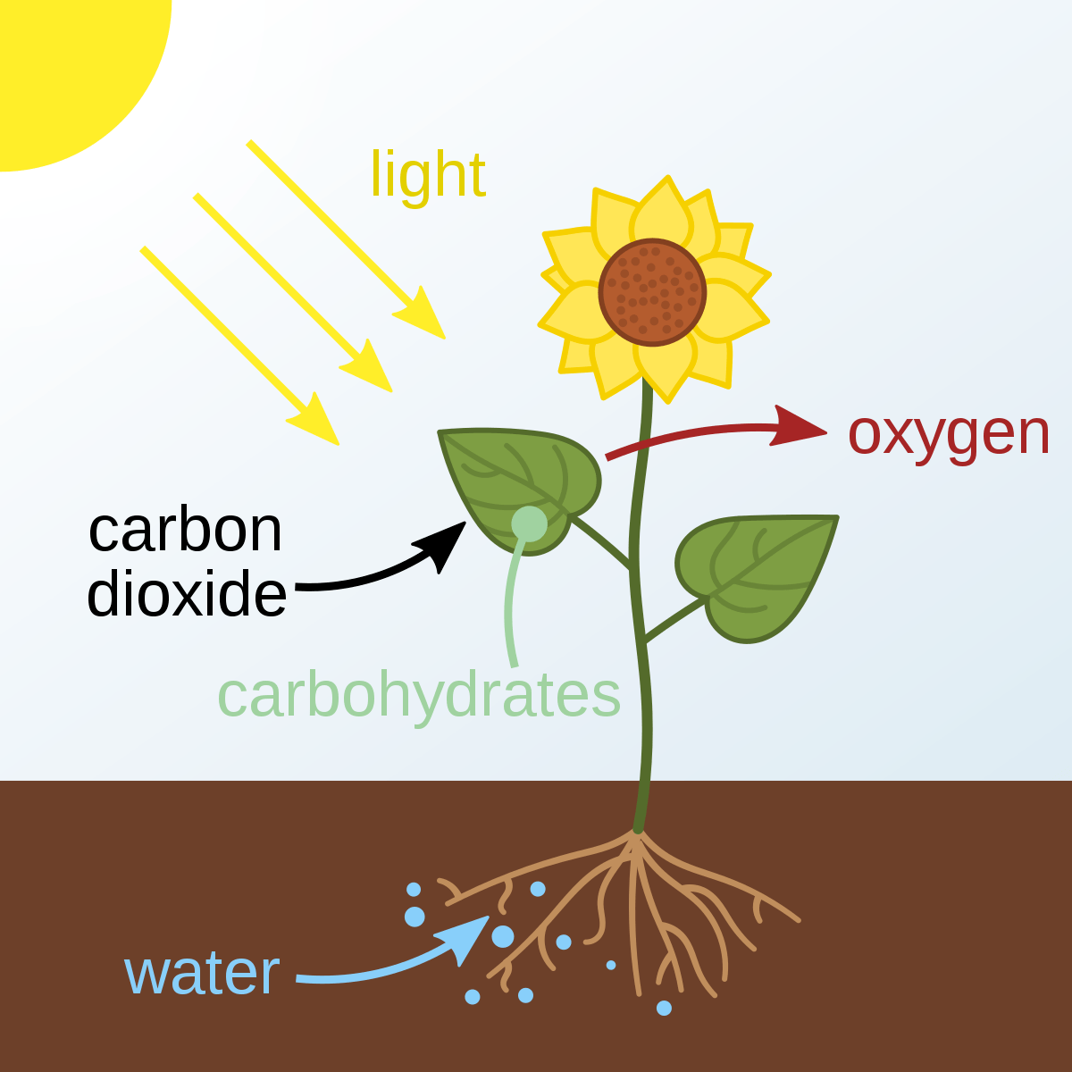 photosynthesis-gizmo-biology-quiz-quizizz